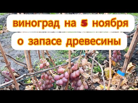 Видео: ВИНОГРАД НА 5 НОЯБРЯ. ЧТО ТАКОЕ ЗАПАС ДРЕВЕСИНЫ.