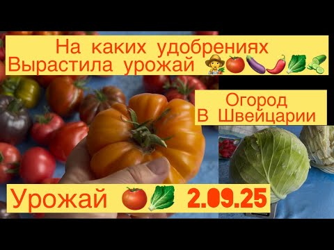 Видео: НА КАКИХ УДОБРЕНИЯХ ВЫРАСТИЛА УРОЖАЙ 🍅🍆🥬🌶️🍈🍉 ОГОРОД 2.09.25 👩‍🌾