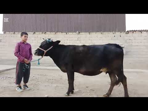 Видео: як сар гови буғузи сари сина. тел:907 83 68 35..   .. 4.10.2025с.