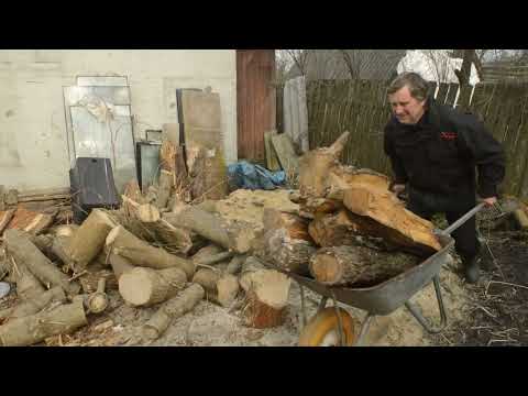 Видео: Проект по разведению жука оленя.