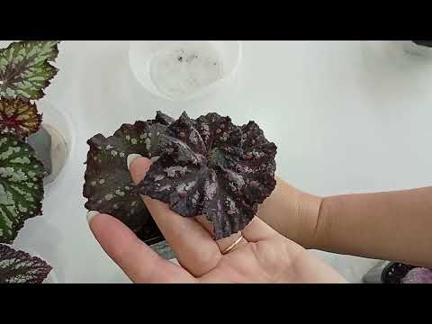 Видео: 1 часть моих Декоративно-лиственных бегоний.