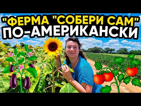 Видео: ПРОВИНЦИАЛЬНАЯ АМЕРИКА 🗽ФЕРМА СОБЕРИ САМ, КАФЕШКА, ПЕКАРНЯ НА КУРЬИХ НОЖКАХ. ЕДЕМ В МИССИСИПИ!