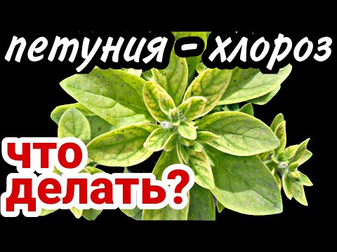 Видео: Желтеет петуния? Хлороз! Что делать?