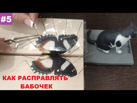 Видео: Энтомология для новичков #5. Как расправлять бабочек