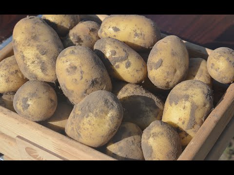 Видео: Смачні середньоранні сорти картоплі: Коломба, Лусінда та Камелія 🥔Купити насіннєву картоплю недорого