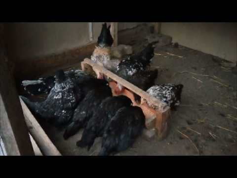 Видео: Куры разбрасывают корм! Решаем проблему! Кормушка для карликовых кур и для больших кур!