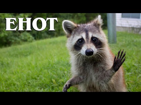 Видео: Енот-полоскун: Умный Хулиган | Интересные факты про енотов