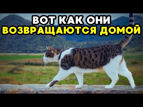 Видео: Как коты находят дорогу домой? Научное объяснение этого феномена!