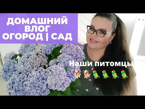 Видео: Италия | Домашний влог | обзор сада, огорода, домашние питомцы