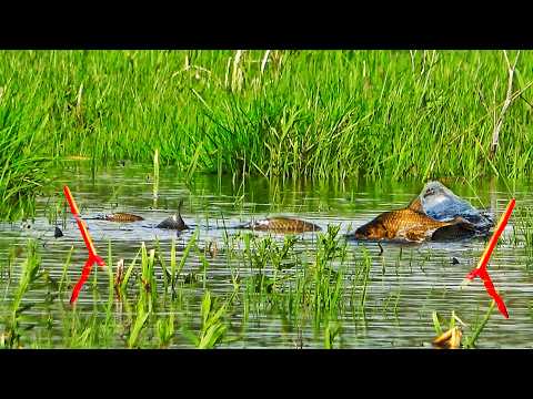 Видео: РЫБА КИШИТ и ЛЕЗЕТ ИЗ ВОДЫ! ЗАКИНУЛ ГУСИНОЕ ПЕРО И ПОШЛА ЖАРА! ЗАТОПИЛО ВСЁ!