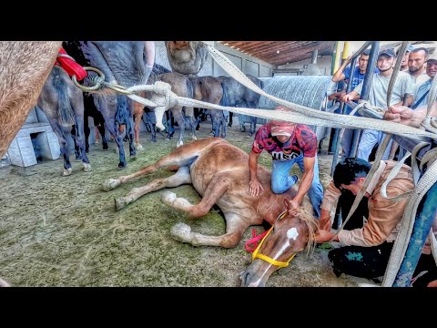 Видео: OT BOZOR! HORSE MARKET IN UZBEKISTAN! КОННЫЙ РЫНОК УЗБЕКИСТАНА!