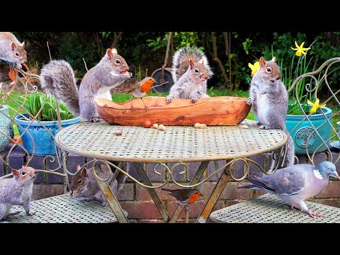 Видео: Для кошек видео 🕊️ Птицы и белки опустошают тарелку с орехами 🐿️ Видео для котов 4K HDR