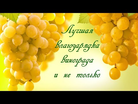 Видео: Лучшая влагозарядка винограда и не только