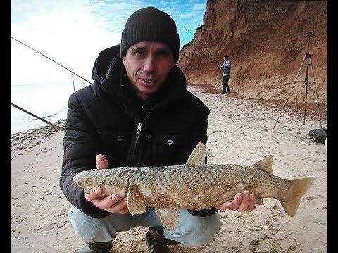 Видео: Пеленгас ловля с берега на спининг