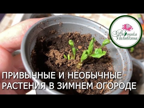 Видео: Зимний огород: привычные и необычные растения