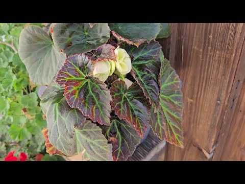 Видео: Жизнь в Германии , в лес по грибы ,что приготовила , что связала и немного о цветах.