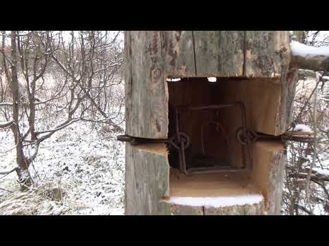 Видео: Проверка капканов на куницу.