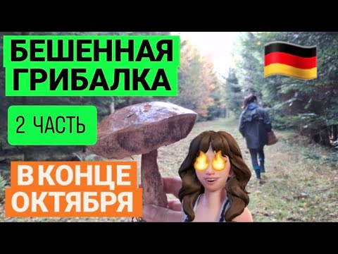 Видео: 🇩🇪 😍 НЕ МОГЛИ ПОВЕРИТЬ 2 -ЧАСТЬ 😍 БЕШЕННАЯ ГРИБАЛКА В КОНЦЕ ОКТЯБРЯ 🤩 ЧЁРНЫЕ ГРУЗДИ #обзор #pilz 
