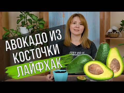 Видео: Как вырастить авокадо из косточки дома