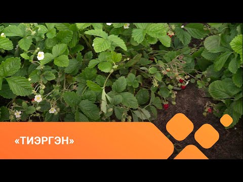 Видео: «Тиэргэн» (06.09.21)