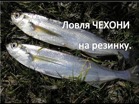 Видео: Ловля ЧЕХОНИ на резинку.  Река Кама.