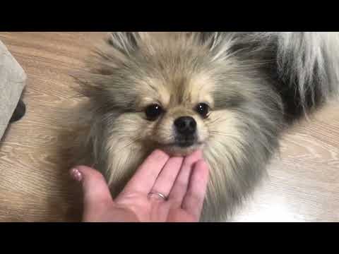 Видео: Щенки Йорка и Шпица подросли, небольшие зоопокупки, почему редко снимала