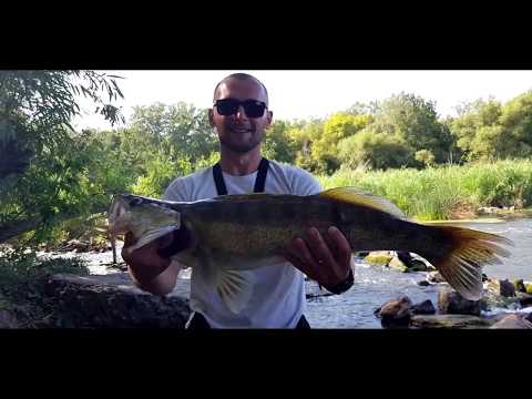 Видео: Трофейный судак на Южном Буге. Рыбалка на спиннинг на прекрасной реке.