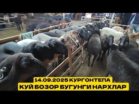 Видео: 14- сентябрь куй бозор нархлар Ан кургонтепа #кодировтв2 