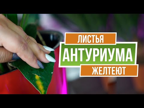 Видео: Желтеют Листья Антуриума ✔️ Чем Болеет Антуриум ✔️ Советы от  garden zoo