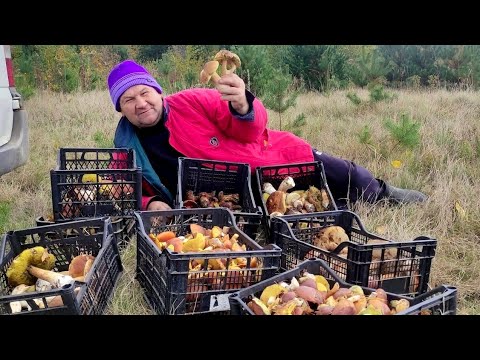 Видео: Оце так похід за грибами 😳 Назбирали цілу купу грибів у лісах Львівщини 