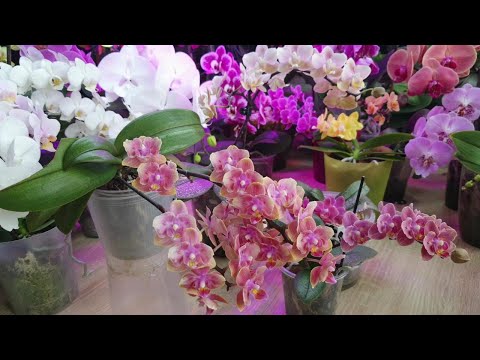 Видео: Орхидеи Фаленопсис Парфюмерные фабрики. Обзор и особенности ухода #Цветение 2025