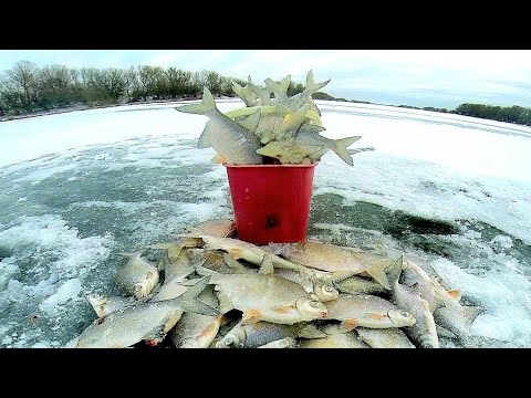 Видео: Ведро карася в начале зимы, рыба прёт дуриком
