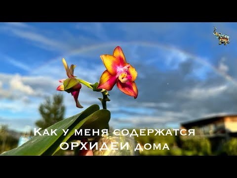 Видео: Условия содержания ОРХИДЕЙ дома для быстрого роста 👌🏻 #phal #orchidflower #уходзаорхидеями #flowers