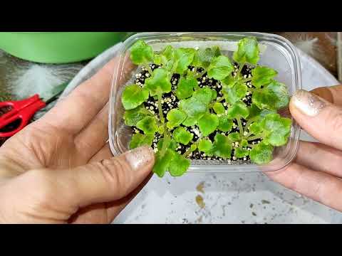 Видео: Размножение фиалок . Отделение деток от листа. Фиалки уход.