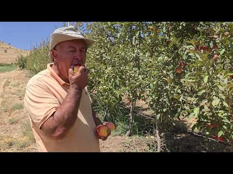 Видео: Себи Гала себи ширини беҳтарин.