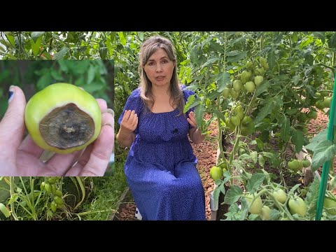 Видео: СПАСАЕМ ТОМАТЫ! КАК ЛЕГКО И БЫСТРО ИЗБАВИТЬСЯ ОТ ВЕРШИННОЙ ГНИЛИ