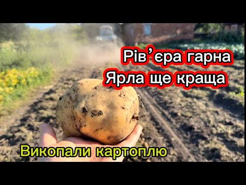 Видео: Рівʼєра та Ярла ранні, врожайні 🥔👍