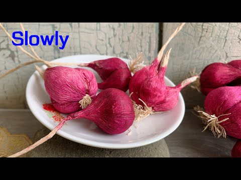 Видео: ABC TV | Как сделать луковицу пурпурного лука из креповой бумаги (медленно) - Учебник по рукоделию