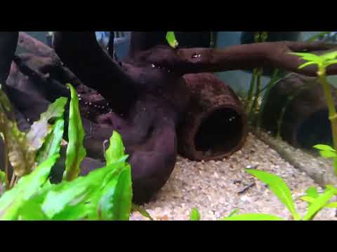 Видео: Рыбы попугаи и травник(платиновый и тигровый)