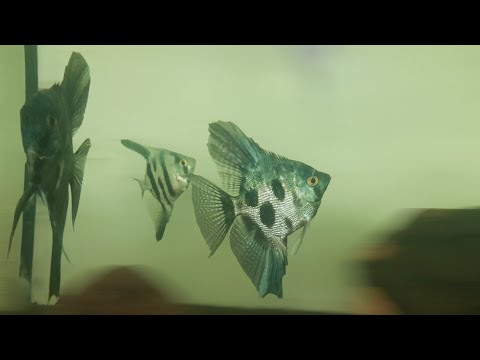 Видео: ВСЕ НА НЕРЕСТ😁