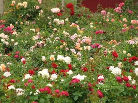 Видео: Разъяснения по подкормкам , питомник роз Полины Козловой rozarium.biz