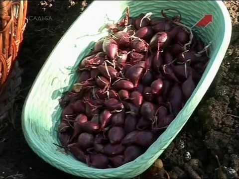 Видео: Лучки Пучки.  Серия 154.  Сеем лук под зиму.