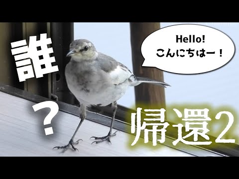 Видео: Цыканки в начале осени - возвращение домой!Ⅱ