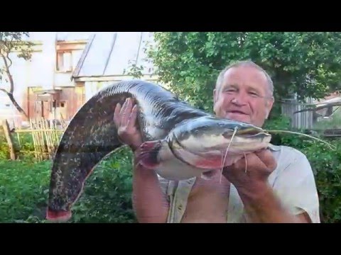 Видео: Природа Воротынского района  Сомовка