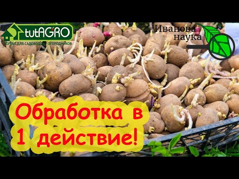 Видео: ДЛЯ ВКУСНОГО КАРТОФЕЛЯ ОБРАБОТАЙТЕ КЛУБНИ ПЕРЕД ПОСАДКОЙ и получите большой урожай! ПРОЩЕ ПРОСТОГО!