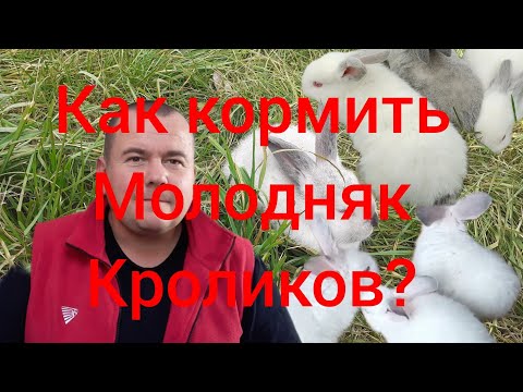 Видео: Как  кормить молодняк кроликов?