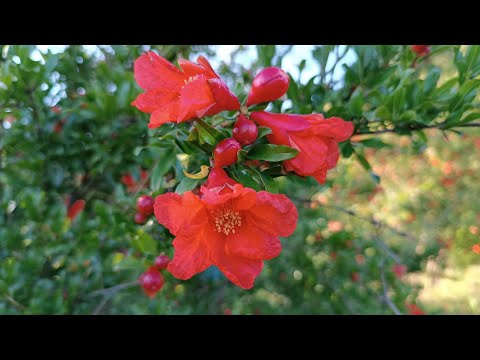 Видео: Огляд рослин у моєму саду!