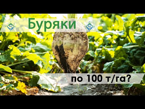 Видео: Збирання цукрового буряку в «АРАТТА» та результати його вирощування/ СуперАгроном