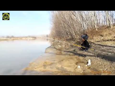 Видео: Кора Дарёда Балик ови.