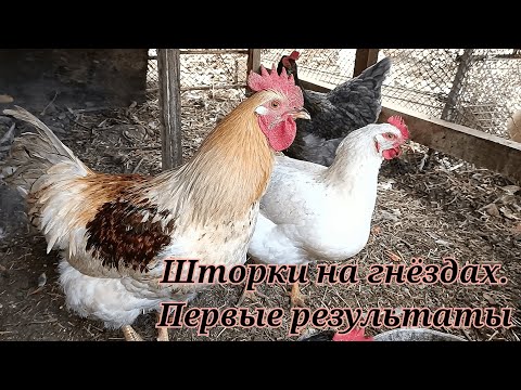 Видео: Шторы на гнёздах. Первые результаты.